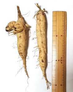 カラスウリ　根塊　球根　2個　つる性植物　漢方薬　山野草　烏瓜　