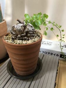 亀甲竜　ディオスコレア エレファンティペス 塊根 苗　Dioscorea Elephantipes 