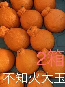 デコポン不知火　5キロ化粧箱　2箱