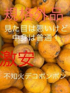 不知火　規格外　傷、シミあり10キロ　特産だもん！！④