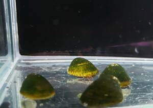 フネアマ貝　５匹　約2ｃｍ　コケ取に