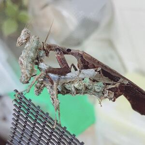 ニセコシオリカマキリ　初令〜幼虫　6匹　Pseudacanthops Lobipes　マンティス　Peruvian Moss Mantis　ペルー産
