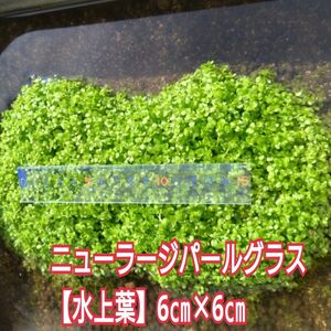 ニューラージパールグラス【水上葉】６cm×６cm