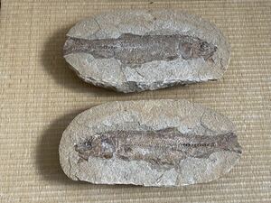 化石 古代魚 縦横23.5 × 13㎝ 約3.00kg 2個 セット 標本 天然石 鑑賞石 化石 標本 鉱物 原石 銘石 水石 レア物 インテリア オブジェ