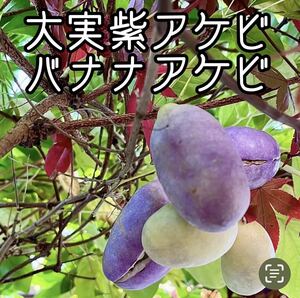 バナナあけびの種 30粒 大実紫あけびの種 20粒