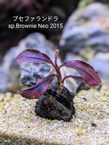 ブセファランドラsp.Brownie Neo 2015　完全水中葉　№4