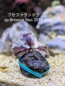 ブセファランドラsp.Brownie Neo 2015　完全水中葉　№5