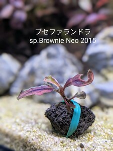 ブセファランドラsp.Brownie Neo 2015　完全水中葉　№6