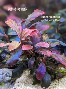 ブセファランドラsp.Tricolor Red（トリコロールレッド）完全水中葉/赤系　№22