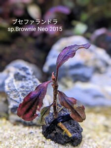 ブセファランドラsp.Brownie Neo 2015　完全水中葉　№7