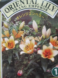 ユリの球根　『オレンジエンペラー』　１球　上向きで咲く芳香の花