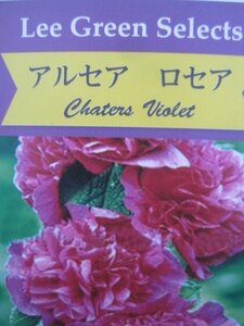 八重咲のアルセア苗『チャターズ　バイオレット』　10.5CMポット　耐寒性宿根草　タチアオイ