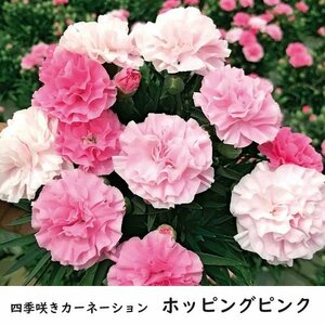 ガーデンカーネーション苗　『ホッピングピンク』　3.5号ポット　四季咲き性　ｓｋ