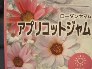 ローダンセマム苗　『アプリコットジェム』　3.5号ポット　耐寒性宿根草　１個