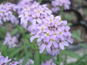 薄紫のイベリス　『マーメイド　ラベンダー』　3.5号ポット　耐寒性宿根草　ｓｋ
