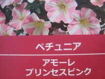 ペチュニア苗　栄養系『アモーレ　プリンセスピンク』　3.5号ポット_画像10
