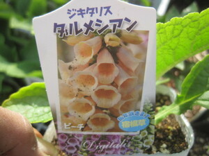 ジギタリス　『ダルメシアン　クリーム』　10.5CMポット　耐寒性宿根草　初夏に高さ５０センチほどで咲く