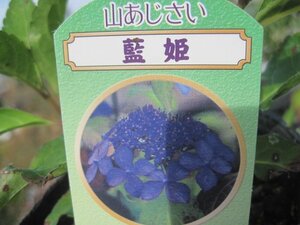 山アジサイ　『藍姫』　１２センチポット　紫陽花