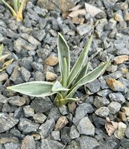 フイリウスバリュウゼツラン アガベ 多肉植物 吹上 地植え 耐寒性 ドライガーデン フィリAgave _画像3