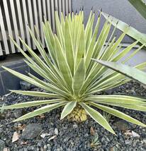 フイリウスバリュウゼツラン アガベ 多肉植物 吹上 地植え 耐寒性 ドライガーデン フィリAgave _画像1