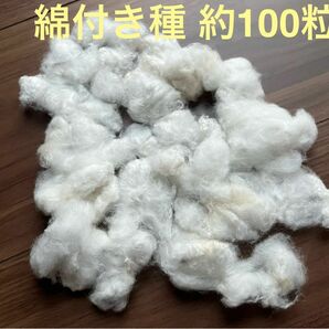 コットンフラワーの種　綿付き　綿花の種