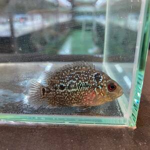 即決　熱帯魚　フラワーホーン　5cm± 1匹　[26131]　複数ご購入可能