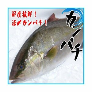 活〆カンパチ 1尾 2kg前後 かんぱち