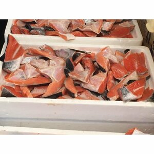 鮭 カマ・切身 切り落とし 甘塩 たっぷり 3kg-3.5kg