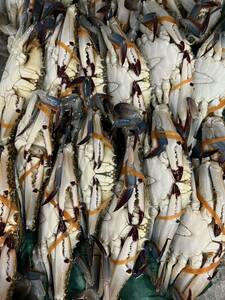 生ワタリガニオス １kg （１尾約200〜350g ) わたりがに 渡り蟹 ゆでガニ 焼きガニ 
