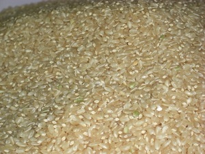 令和5年産 新米 ゆのき米 コシヒカリ 殺虫剤未使用 玄米21.5キログラム：精米料金別途￥550