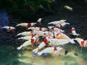  Red Bee Shrimp 15 pcs 