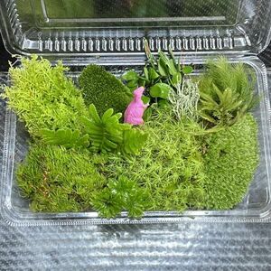 天然苔　こけ　植物詰め合わせ！ヒノキゴケ　タマゴケ　コウヤノマンネングサ等 pk