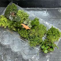 天然苔　こけ　植物詰め合わせ！イトゴケ　コツボゴケ　ホウオウゴケ等　16種　o_画像2