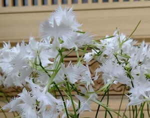 山野草　鷺草　さぎ草　サギソウ　「飛翔」球根１２球【自家増殖品】