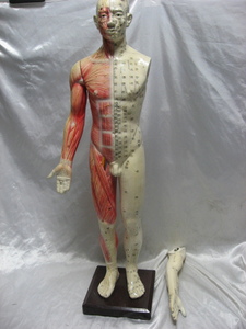 人体模型 経穴 人形 人体模型 ツボ 鍼灸 整体 整骨院　全長約84cm　現状品　直接引き渡し対応　②
