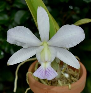 洋蘭カトレア原種 c.walkeriana coerulea 花付