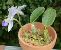 洋蘭カトレア原種 c.walkeriana coerulea 花付 入賞花　OG_画像2