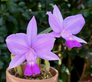 洋蘭カトレア原種 c.walkeriana trilabelo実生株 花付