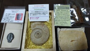 化石セット アンモナイト ペリスフィンクテス 三葉虫エルラシア 魚化石 虫入りコパル 化石　標本　4点セット 送料無料