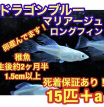 産卵中 沖ちゃんメダカ※発送方法必読※【送料無料】ドラゴンブルー　ロングフィン　ヒレ長　青蝶　モルフォ　マリアージュ 稚魚_画像1