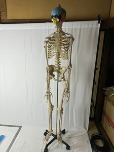 人体模型 骨格標本 医学 約183cm 骨格模型 等身大 骨格モデル 置物 理科 骸骨 整骨院 骸骨 スカル