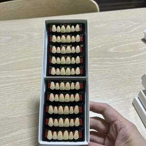 歯科技工 人工歯 GC