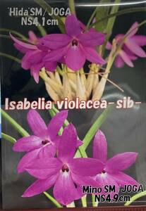 洋蘭原種　Isabelia(=Sophronitela) violacea SM/JOGA同志のシブリング