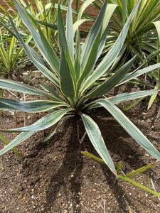  yucca Glo rio sa Varie ga-ta. entering enduring cold . minus 7*C