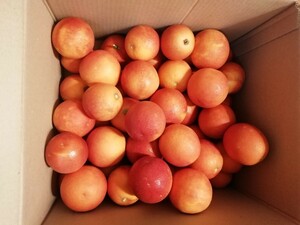 ブラッドオレンジ　モロ　箱こみ5.4キロ　オレンジ
