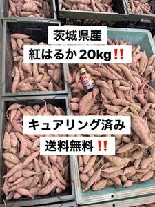 タイムセール　数量限定　甘くなりました！　サツマイモ　さつまいも　紅はるか　20キロ　訳あり　20kg 北海道、沖縄及び離島発送不可