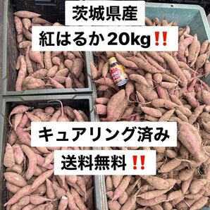 タイムセール 数量限定 甘くなりました！ サツマイモ さつまいも 紅はるか 20キロ 訳あり 20kg 北海道、沖縄及び離島発送不可の画像1