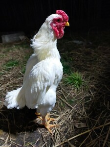 小軍鶏白、食用有精卵、食用卵、卵5個