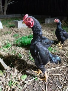 小軍鶏黒、食用有精卵、食用卵、卵5個