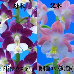 ☆寿峰苑☆「王将×桃神鳳」交配未開花開花予想苗///えびね エビネ らん 野生蘭 Cal.